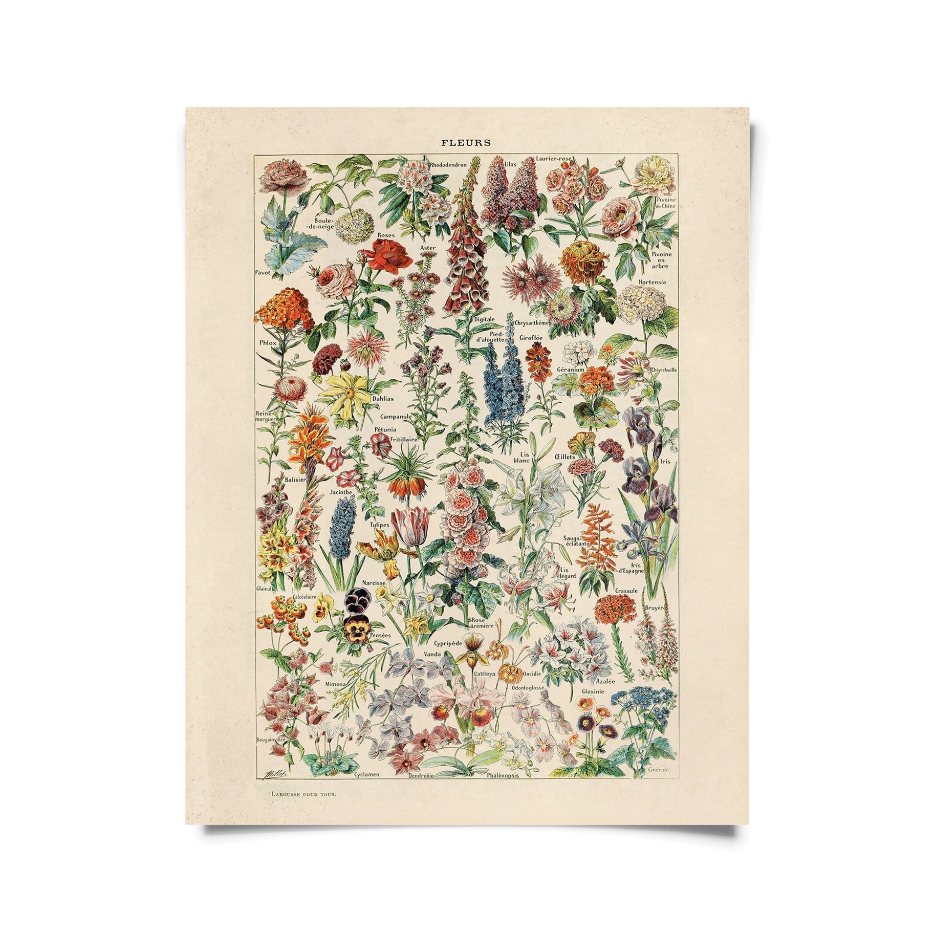 Vintage Botanical Print and Frame Collection