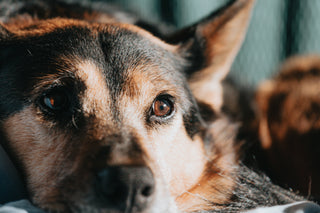 Pets