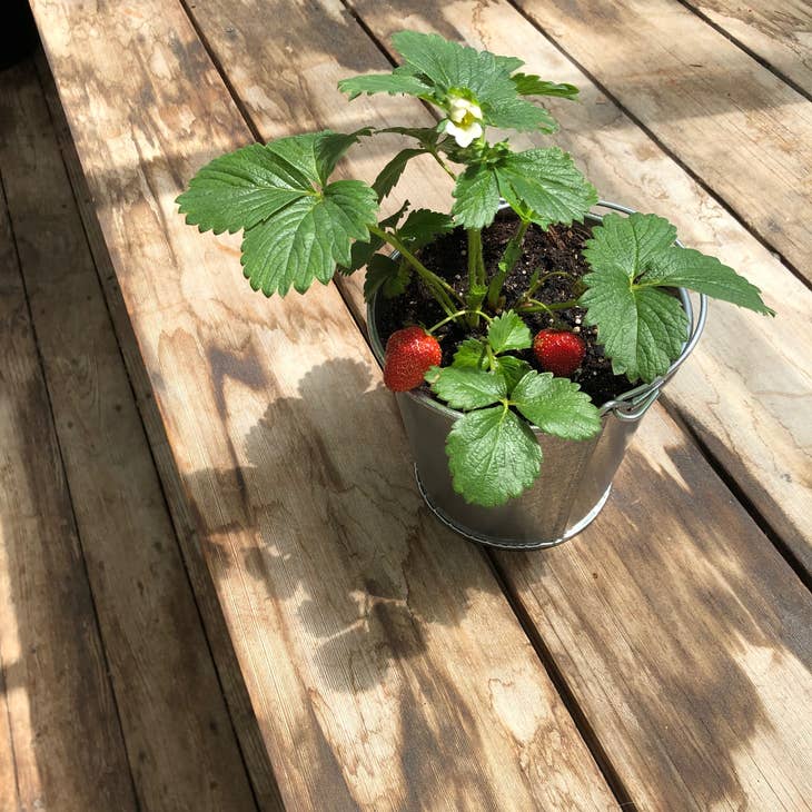 Garden in a Pail