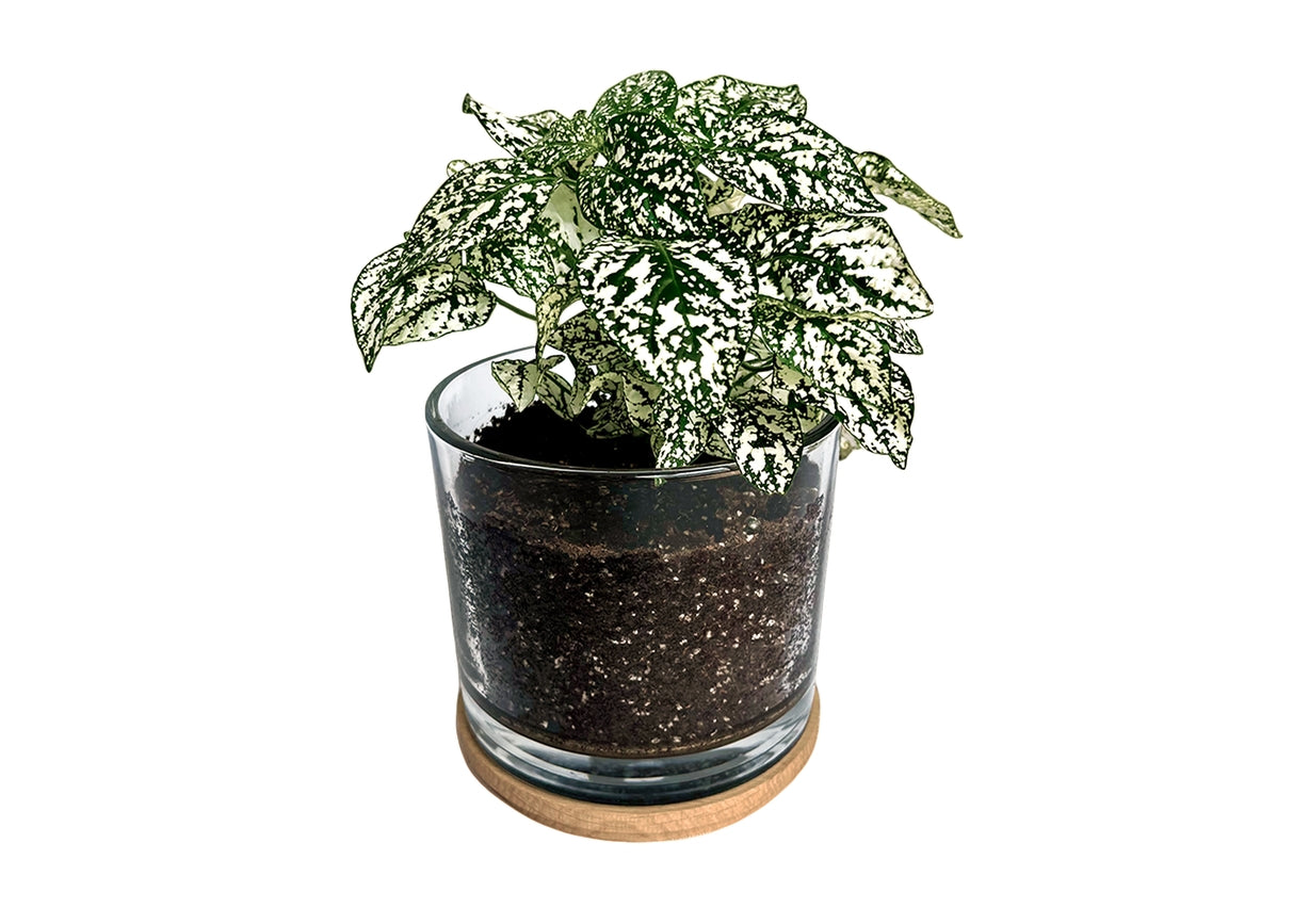 Decorative Houseplant Kits