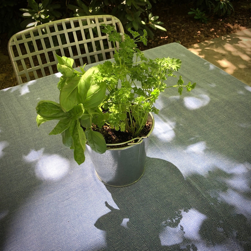 Garden in a Pail