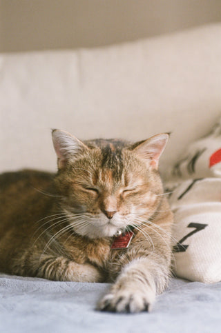 Very Vintage Collar - Cat