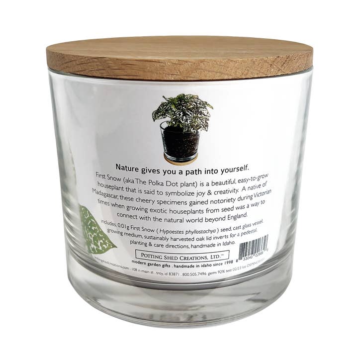 Decorative Houseplant Kits