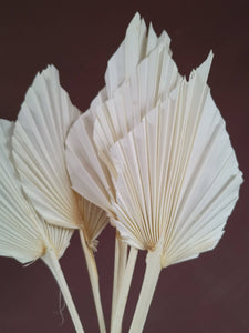 Dried White Palm Spears