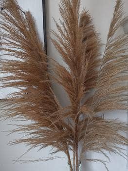 Full Dark Pampas Grass