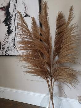 Full Dark Pampas Grass