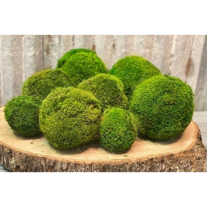 Forever Green Art 5" Moss Ball