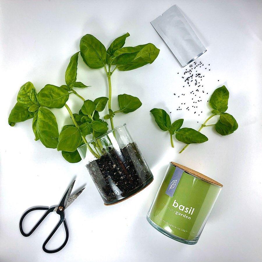 Glass Culinary Garden