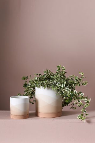 Vesper Collection